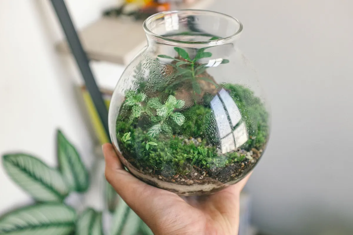 How to Build a Closed Terrarium with Moss: Step-by-Step for Beginners