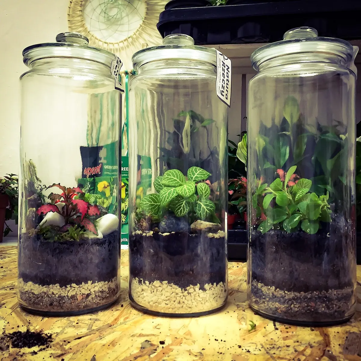 Open vs Closed Terrariums: Which One Keeps Moss Healthiest?