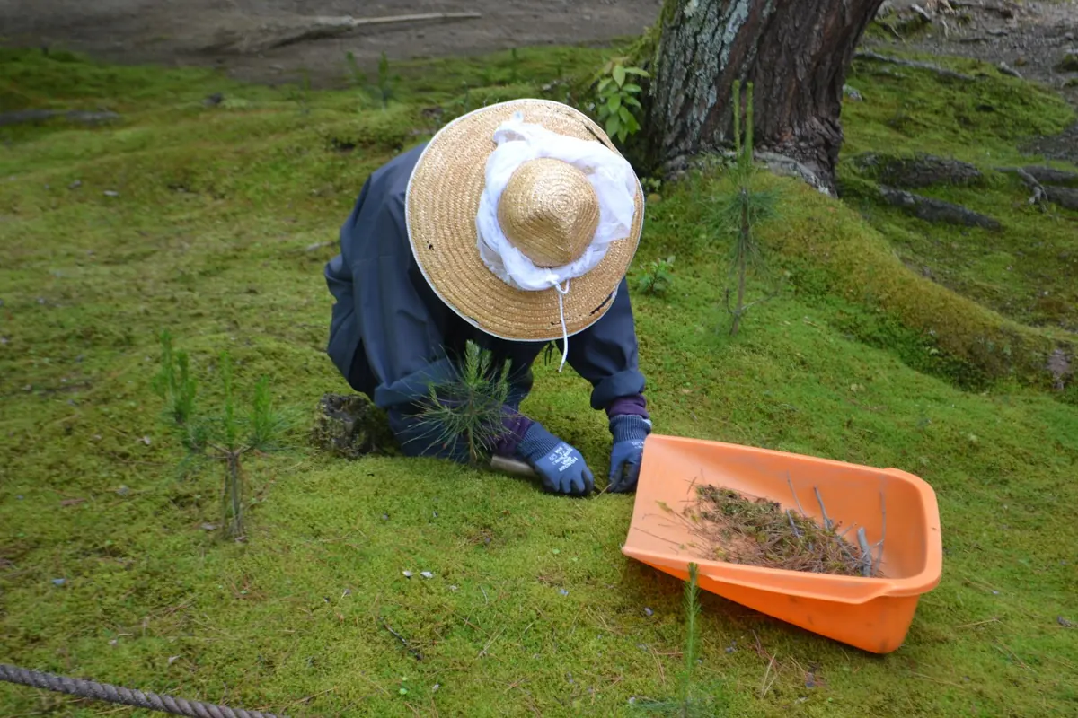 The Beginner's Moss Decor Kit: 10 Tools Worth Buying