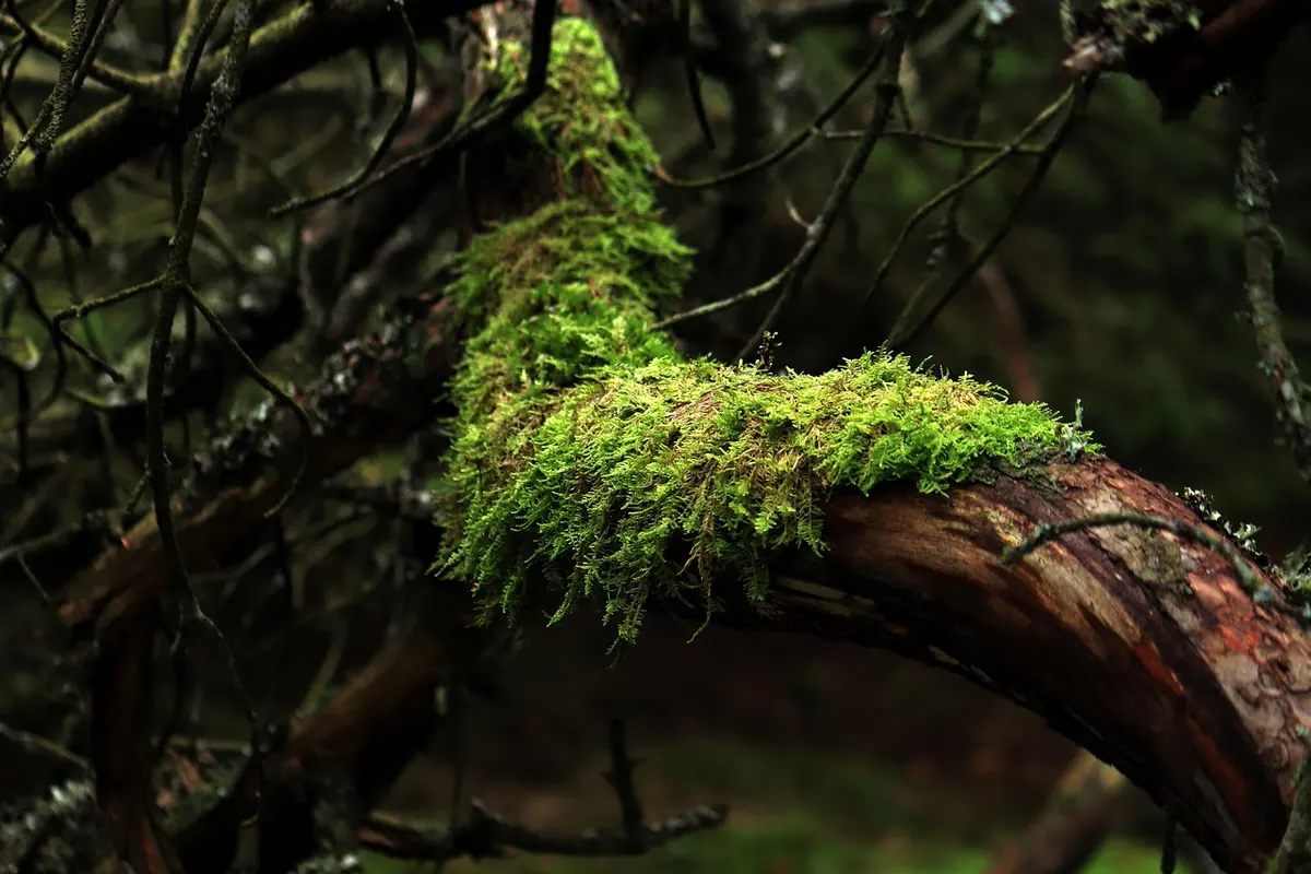 Where to Buy Moss in the UK (and What to Avoid)